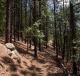 Redstone Trail