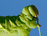 2008 Caterpillar