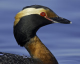 _18C7882.jpg