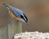 Red-breasted Nuthatch