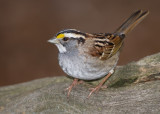 White-throated sparrow