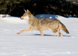 Coyote