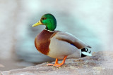 Mallard on shore - River Tista