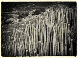 Cactus Grand Canary