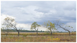 Treeline, Headwaters Park, Elburn