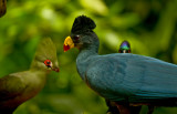 Great Blue Turaco 001.jpg