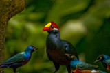 Violaceous Turaco & Starlings.jpg
