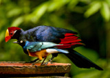 Violaceous Turaco & Superb Starling.jpg