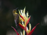 Sunbird 04.jpg