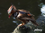 Mandarin duck 02.jpg