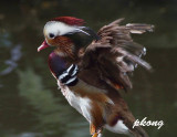 Mandarin duck 03.jpg