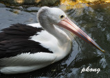 Pelican 01-Dramatic Tone .jpg