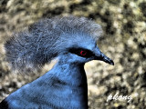Victoria Crowned Pidgeon 01-Dramatic Tone Fi;ter.jpg