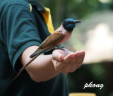 Carmine Bee Eater 01.jpg