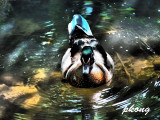 Mandarin duck 05.jpg