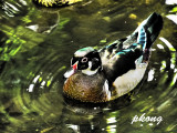 Mandarin duck 06.jpg