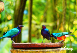 Starlings 02.jpg