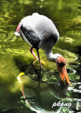 Yellow-billed Stork18.jpg