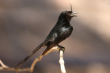 Crested Drongo 3194s.jpg