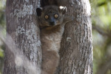 Hubbards Sportive Lemur 3516s.jpg