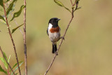 Madagascar Stonechat 4643s.jpg