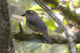 Short-legged Ground Roller 4607s.jpg