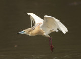 Squacco Heron 2882s.jpg