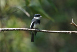 Wards Flycatcher 4598s.jpg