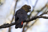 CACATUIDAE: Cockatoos