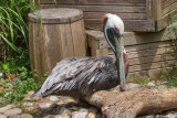 Pelican - Philedelphia Zoo