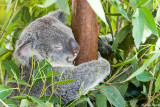 Australia Zoo