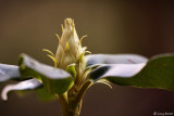 Rhododendron