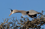 Mad Great Blue Heron