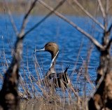 Pin Tail at Windmill Pond