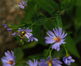 Bee on Aster