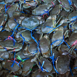 Little crabs tied up at the market