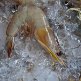 Solitary prawn on ice.jpg