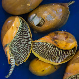 Unidentified shellfish at Naklua Market II