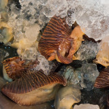 Unidentified shellfish at Naklua Market III