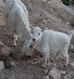 Curious mountain goat