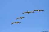 Abundance of Brown Pelicans