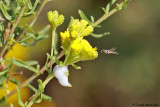 Flower Fly on goldenrod with spittlebug (white)