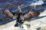 Double-crested Cormorant (yellow pouch)