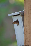 House Wren takes over box and laughs