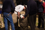 2011 Maldon Show069.jpg