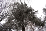 trees in winter <BR> IMG_9359_Resized.jpg