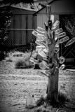 IMG_2136-1.jpg