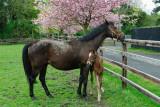 Irish National Stud  12_d90_DSC_0177