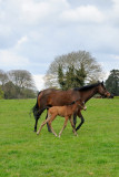 Irish National Stud 12_d90_DSC_0279