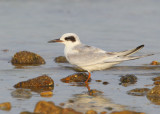 Forsters Tern, juvenile